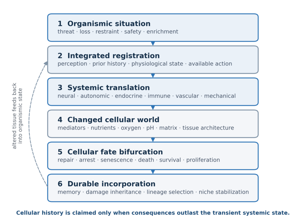 Six-stage multiscale causal model from organismic situation and integrated registration through systemic translation, changed cellular world, cellular fate bifurcation and durable incorporation, with tissue feedback into the organismic state.
